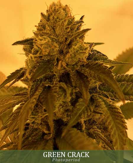 Flower Gallery | Mediseed Man Seedbank